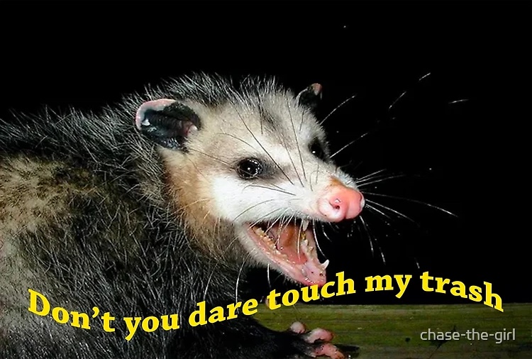 Opossum meme reading: Don't you dare touch my trash.
